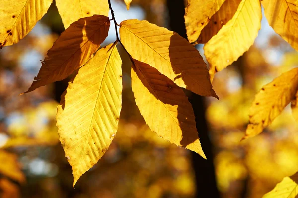 Outono folhas amarelas — Fotografia de Stock