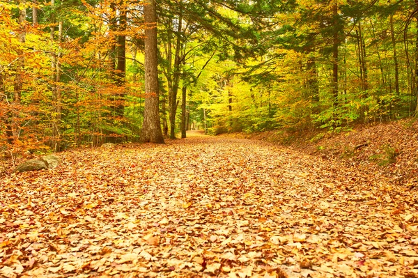 Autumn scene landscape — Stock Photo, Image