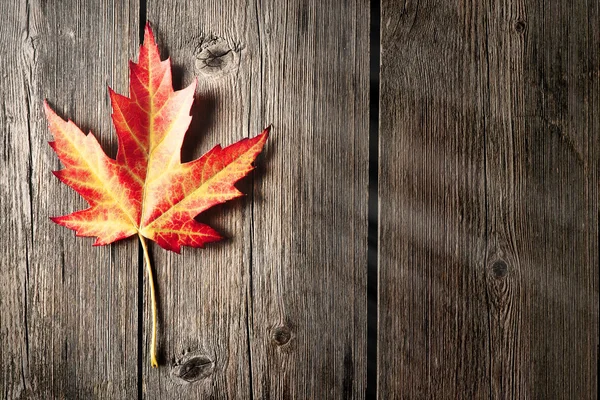 Autumn maple leaf over wooden background — Stock Photo, Image