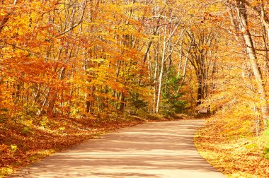 Yollu sonbahar sahnesi