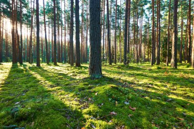 Çam ormanında gün doğumu