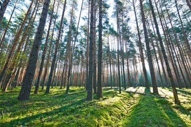 Çam ormanında gün doğumu