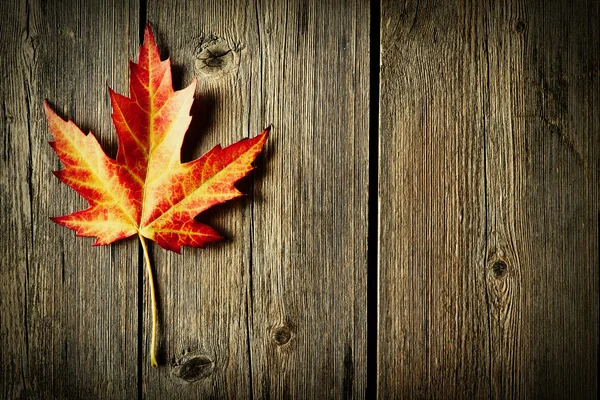 Outono folha de bordo sobre fundo de madeira — Fotografia de Stock