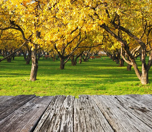 Forêt d'automne — Photo