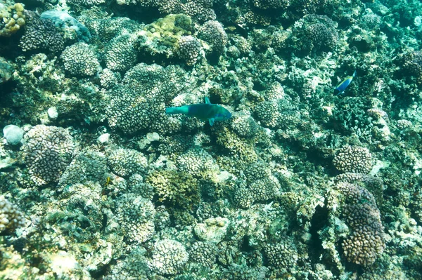 Barriera corallina e pesce — Foto Stock