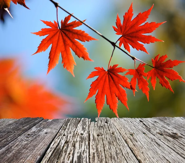 Autumn maple leaves — Stock Photo, Image