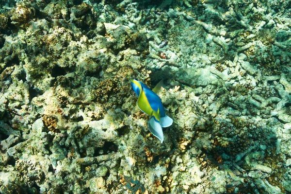 Korallenriff und Fische — Stockfoto