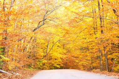 Yollu sonbahar sahnesi