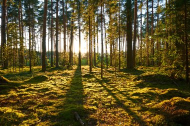 Çam ormanında gün doğumu