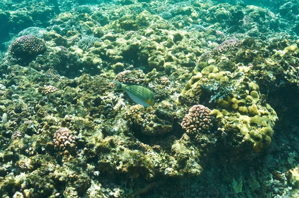 Barriera corallina e pesce — Foto Stock