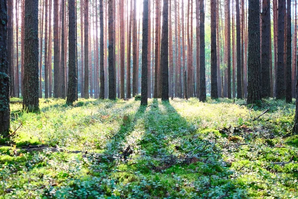 Salida del sol en el bosque de pinos — Foto de Stock