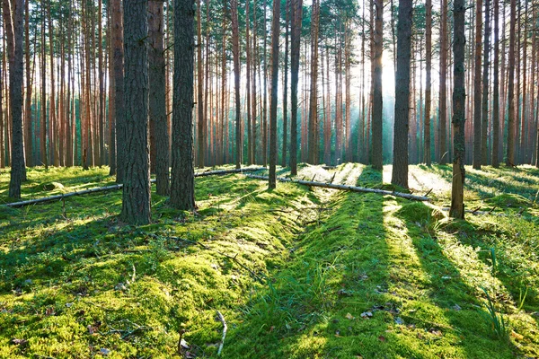 Восход солнца в сосновом лесу — стоковое фото