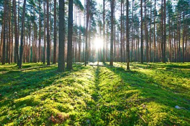 Çam ormanında gün doğumu