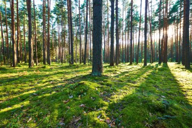 Çam ormanında gün doğumu