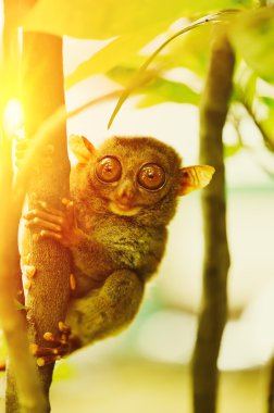 Tarsier maymun ağacı üzerinde
