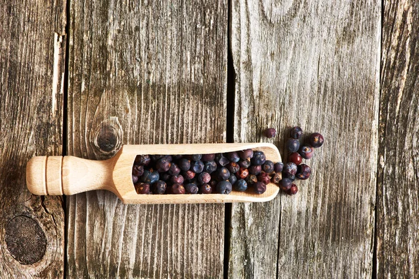 Scoop with dried juniper berries — Stock Photo, Image