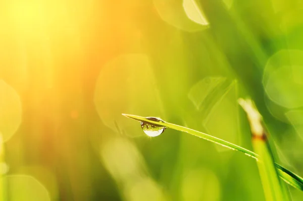 Ochtend gras met dauw — Stockfoto