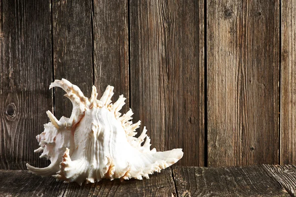 Mořské mušle tabulka — Stock fotografie