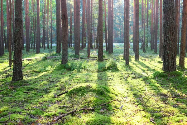 Çam ormanında gün doğumu