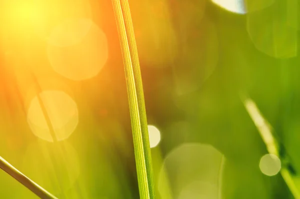 Утренняя трава с росой — стоковое фото