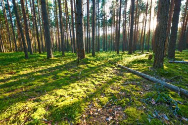 Çam ormanında gün doğumu