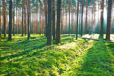 Çam ormanında gün doğumu