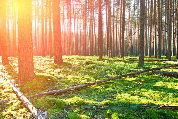 Salida del sol en el bosque de pinos —  Fotos de Stock