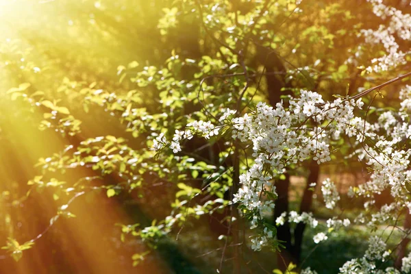 桜咲く — ストック写真