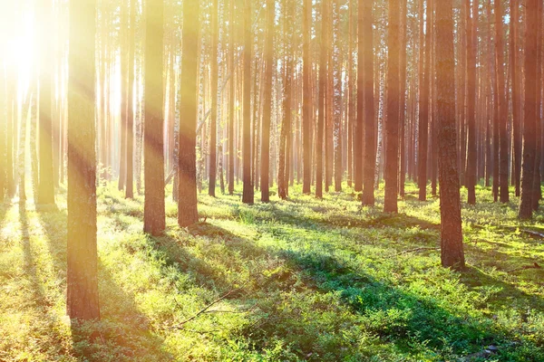 Salida del sol en el bosque de pinos — Foto de Stock