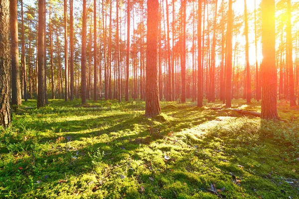 Salida del sol en el bosque de pinos —  Fotos de Stock