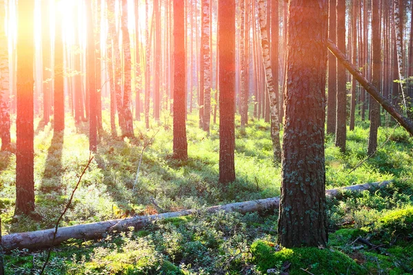 Lever de soleil dans la forêt de pins — Photo