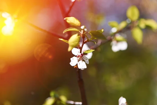 Fiori di ciliegio primaverili — Foto Stock