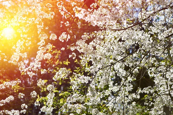 벚꽃이 개화 — 스톡 사진