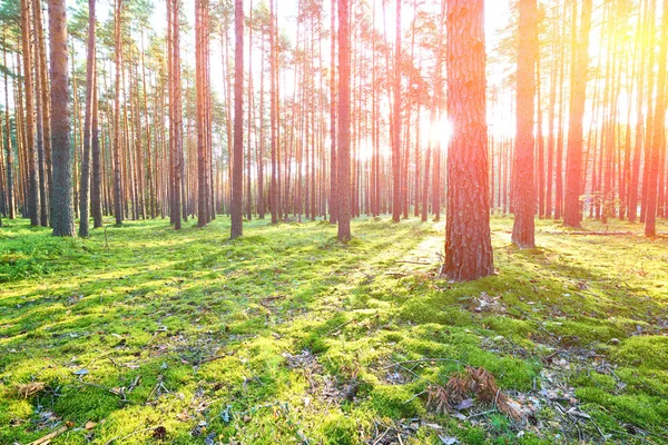 Salida del sol en el bosque de pinos — Foto de Stock