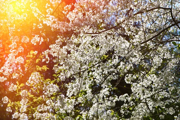 Virágzó cseresznyefák — Stock Fotó
