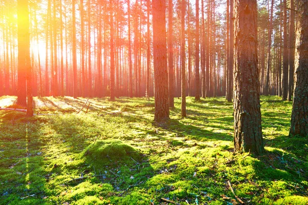 Salida del sol en el bosque de pinos — Foto de Stock