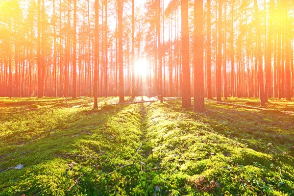 Salida del sol en el bosque de pinos — Foto de Stock