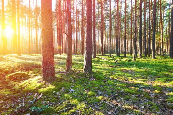 Wschód słońca w lesie sosnowym — Zdjęcie stockowe