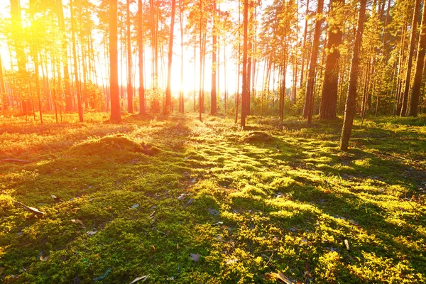 Wschód słońca w lesie sosnowym — Zdjęcie stockowe