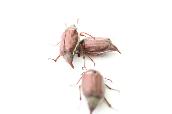 Μαΐου Bug Closeup Απομονωθεί Λευκό Φόντο — Φωτογραφία Αρχείου