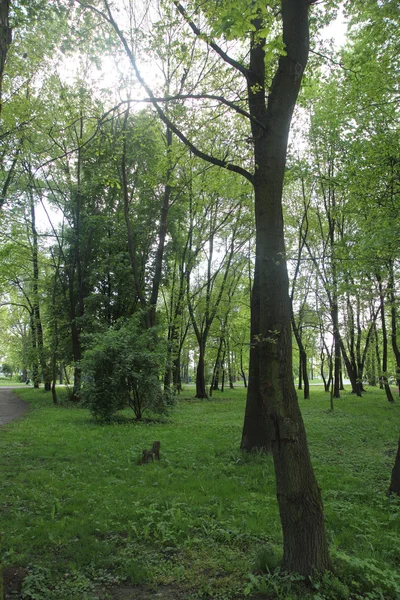 Spring Park met boom — Stockfoto