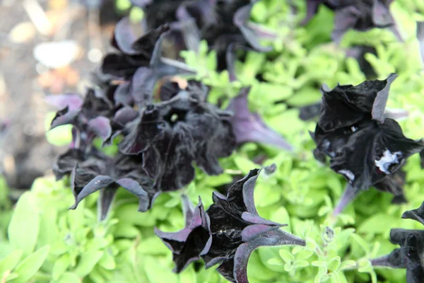 Black Flowers Petunia Truskavets Ukraine — Stock Photo, Image