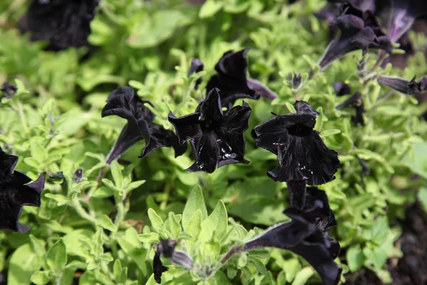 Flores Negras Petunia Truskavets Ucrania — Foto de Stock