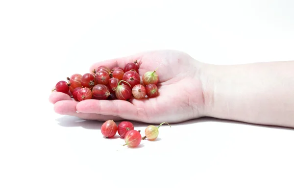 Gooseberry — Stock Photo, Image