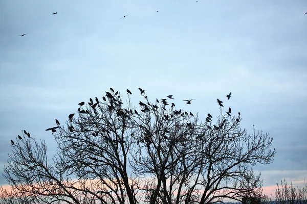 Crow Stock Photo