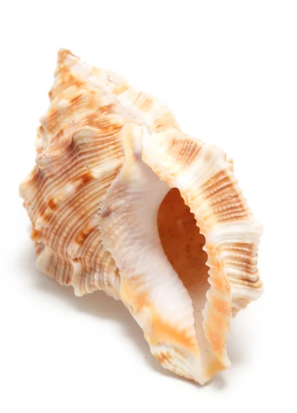 Large seashell — Stock Photo, Image