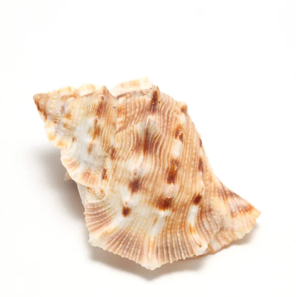 Large seashell — Stock Photo, Image