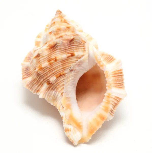 大規模な貝殻 — ストック写真