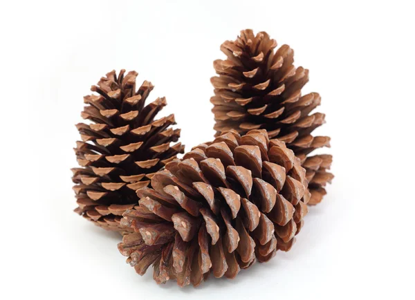 Pine cones — Stock Photo, Image