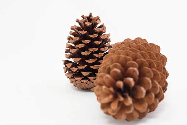 Pine cones — Stock Photo, Image